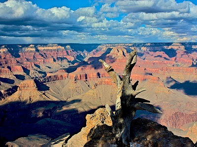 Weathered Tree